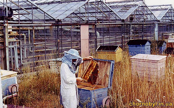 пчеловодство в припяти