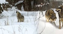 Радиоактивные волки Чернобыля: уникальное документальное кино о дикой природе чернобыльской зоны отчуждения