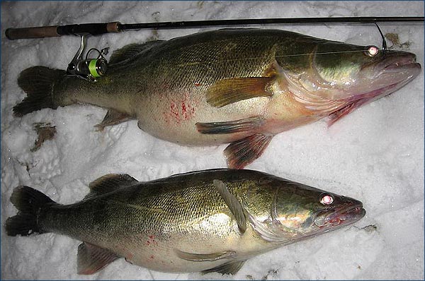 Рыба выловленная в реке Припять