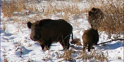 Wild boar in Chernobyl
