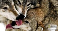 Волк в зоне отчуждения – мифы и реальность