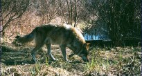 Волк (Canis lupus) в зоне отчуждения