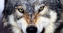 Вовк (Canis lupus) в Чорнобильській зоні відчуження