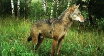 Чернобыльский волк: видео о жизни хищника в чернобыльской зоне отчуждения