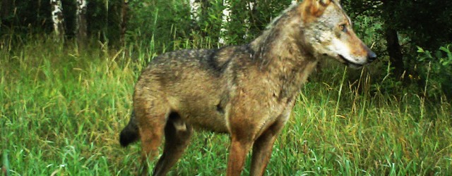 Чернобыльский волк: видео о жизни хищника в чернобыльской зоне отчуждения